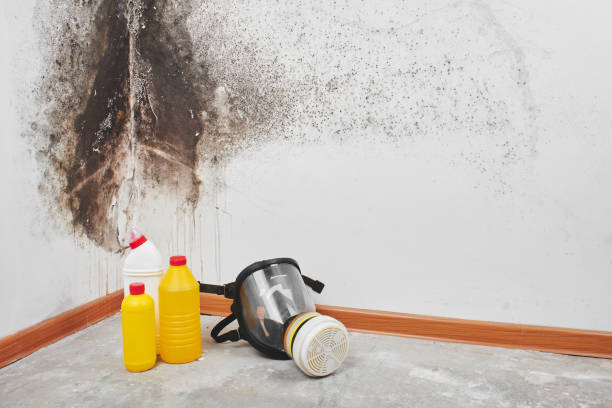 Best Crawl Space Mold Remediation in Westwood, CA