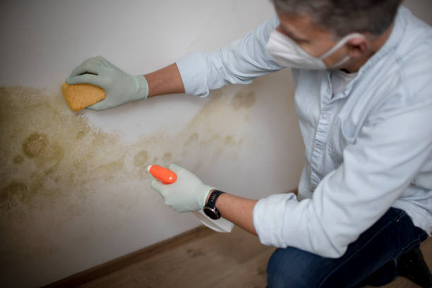 Best White Mold Remediation in Westwood, CA