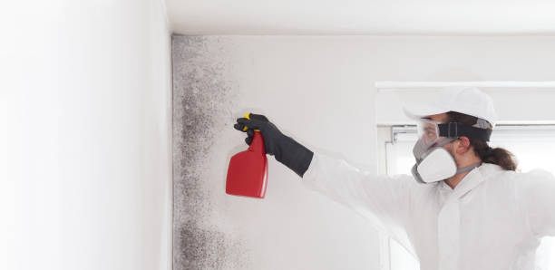 Westwood, CA Mold Remediation Company