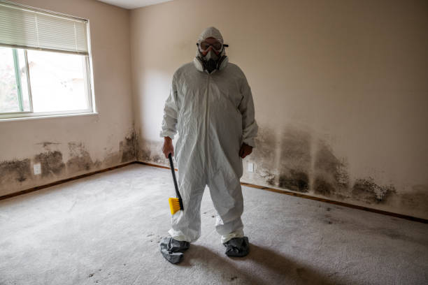 Best Bathroom Mold Remediation in Westwood, CA