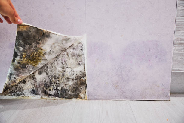 Best Mold Testing and Inspection Services in Westwood, CA